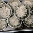 فندقه قطط