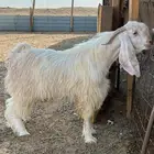 للبيع تيس عارضي ابيض صنف الصنف