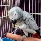 كاسكو ثلجي اليف
