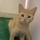 قطط لتبني هجين
