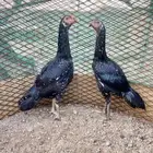 مطلوب دجاج سندي