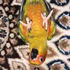 صن كنيور مفقود بحي طيبة