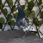 ذكر تيدي تم البيع