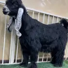 ثني خصصصم للبيع معرف من الصوبين