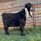 جذع جاهز معرف