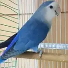 روز ممميز للبيع