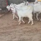 8 جفرات بيض بفحلهن