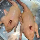 بط بكيني وشرشير
