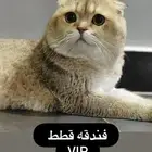 فندقه قطط