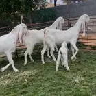 3 ماعز بيض مطور فواخر