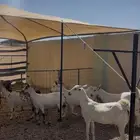معزاء بيشيات صننف دفيع كلها فوق 4 شهور