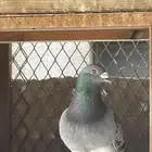جوز حمام زاجل سباق