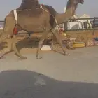ناقه خلفه طيبه حدرها بكره وضحاء رمانيه