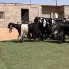 معزاء مراح طيب