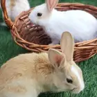 أمهات أرانب فرنسي