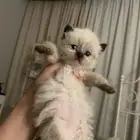 قطط