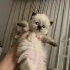 قطط
