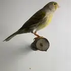 انثى كناري ايزابيل( تم البيع )