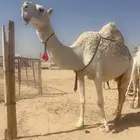 ابل وضح للبيع