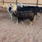 شياه نجد