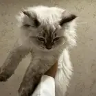 قطه للبيع