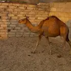 قعود نظيف وسمين