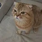 قط ذكر للتزاوج