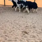 رخال نجد صنف