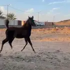 للبيع مهره واهو بنت البطل سلمان الوصيل