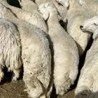 طليان للبيع بادية بني كبير