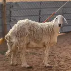 حريات صنف الصنف جروم شعره