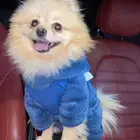 كلب بوميرينيان للبيع