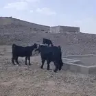 تيس جرم حصان حار جدا  من مراح نظيف سنه رباع بالحناكيه