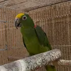 أنثى أمازوني يلو كروان محللة