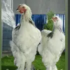 دجاج برهما شرورة
