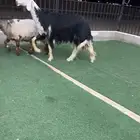 فحل نجدي صنف مشروط