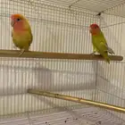 جوز روز سبق ان انتج