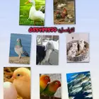 فندقه حيوانات جميع الحيونات مع اكلها وشربها وعلاجاتها