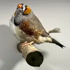 جوز زيبرا انقلش حجم سوبر جامبو (( تم البيع ))