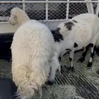 ثنتين ضان حيل فل الفل مشروطه