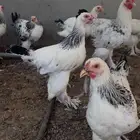 برهما