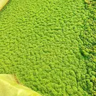 ازولا الكيلو ب10