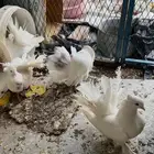 حمام رقاص حر