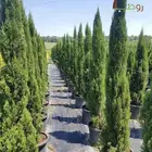 للبيع شجرة سايكس شجرة السرو الايطالي الزنزلخت جديد