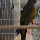 أنثى كنيور باتقونيا