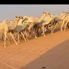 ابل عشاير وضح