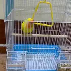 روز للبيع غير أليف بصحه جيده لعوب