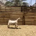 تيس مشروع فحل