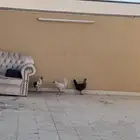 دجاتين وديك