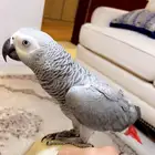 ببغاء كاسكو أليف وعنده كلمات كثيرة